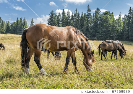 Wild horses, Muran plain, Slovakia 67569989
