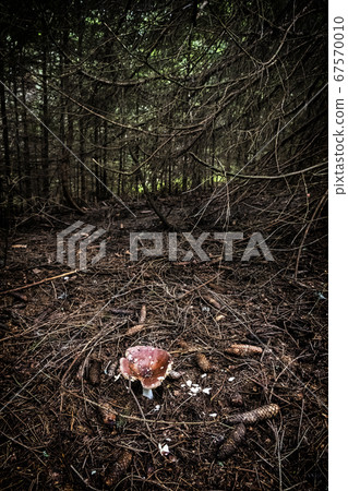 Mushroom in forest, Muran plain, Slovakia, Mushroom in forest, Muran plain, Slovakia, 67570010