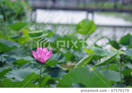 Isanuma古老蓮花 67570179