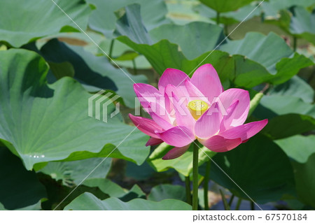 Ancient lotus of Isanuma Ancient lotus of Isanuma 67570184