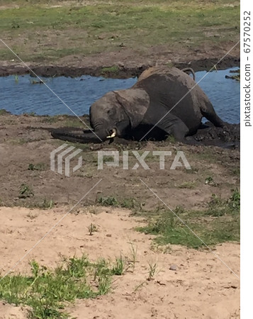 African elephant African elephant 67570252
