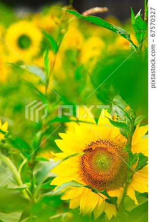 sunflower	 67570327