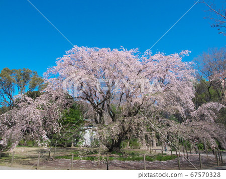 One Cherry Blossom-Rokugien Weeping Cherry Blossom One Cherry Blossom-Rokugien Weeping Cherry Blossom 67570328