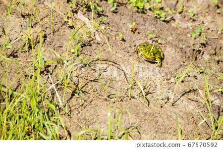 green frog basking in the sun sitting on the shore 67570592