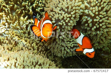銀蓮花屬魚和海葵 67571417