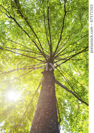 Green concept. Top tree with green Leaves shot 67571503