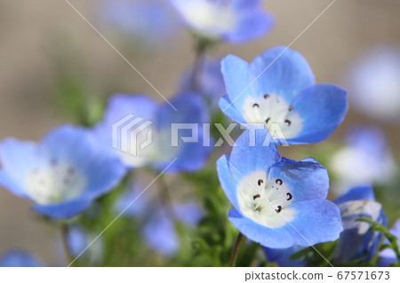 Beautiful blooming nemophila flower Beautiful blooming nemophila flower 67571673