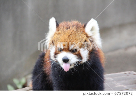 Lesser panda Lesser panda 67572072