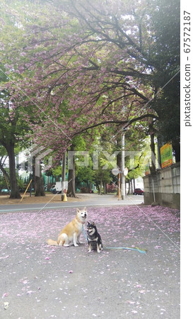 在櫻花花瓣的地毯上觀看柴犬和Mameshiba櫻花。 在櫻花花瓣的地毯上觀看柴犬和Mameshiba櫻花。 67572187