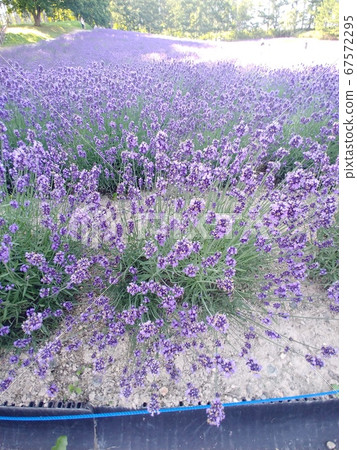 富田農場的薰衣草田。它被薰衣草的氣味治癒了。現在盛開了。 67572295