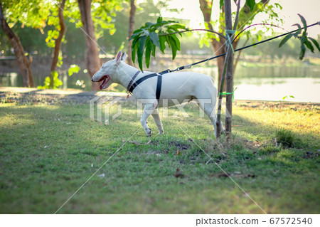 blue terrier white dog playing on park blue terrier white dog playing on park 67572540