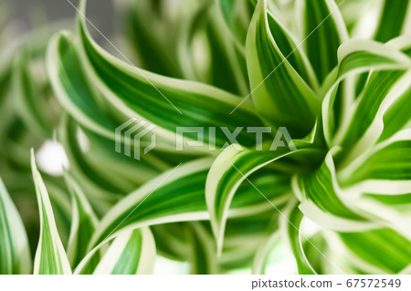 龍血樹之歌 67572549