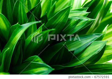 Dracaena Song of Jamaica Dracaena Song of Jamaica 67572591