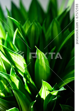 Dracaena Song of Jamaica Dracaena Song of Jamaica 67572593