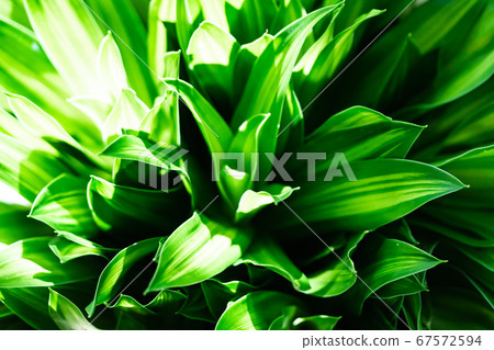 Dracaena Song of Jamaica 67572594