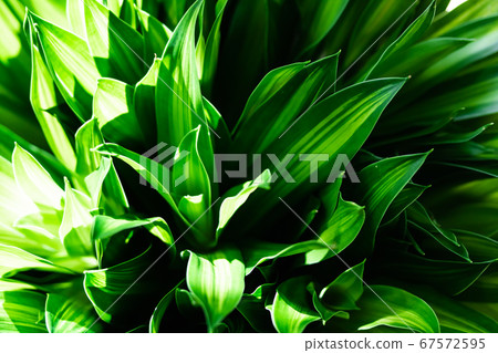 Dracaena Song of Jamaica 67572595