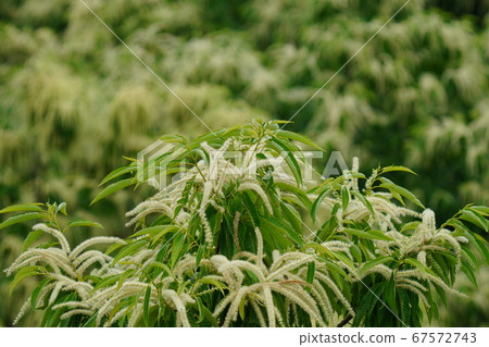 栗花盛開,香氣撲鼻 栗花盛開,香氣撲鼻 67572743