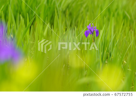 The oyster bud that blooms on the green meadow The oyster bud that blooms on the green meadow 67572755
