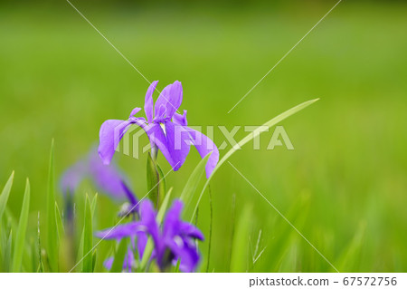 The oyster bud that blooms on the green meadow 67572756