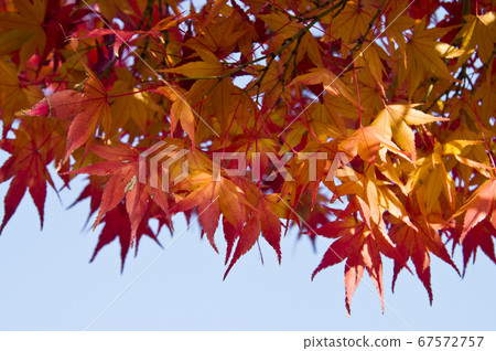 Beautiful autumn leaves in Kyoto. The maple is yellow or red. Beautiful autumn leaves in Kyoto. The maple is yellow or red. 67572757