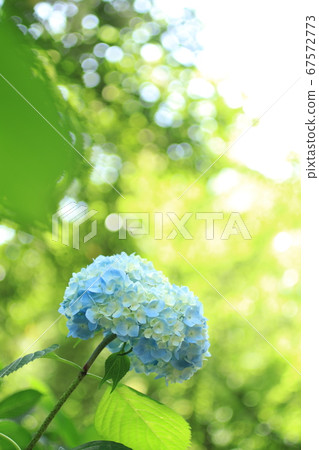 Blue hydrangea 67572773