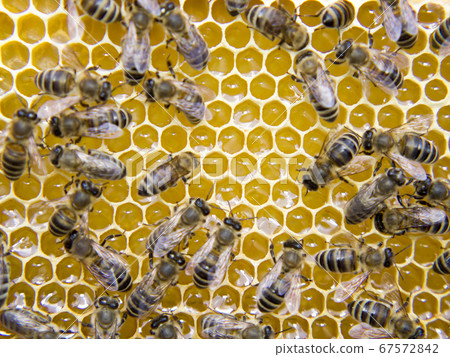 Busy Bees, Close Up View Of The Working Bees On Busy Bees, Close Up View Of The Working Bees On 67572842