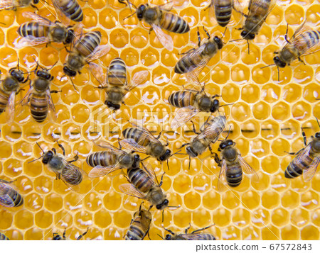 Busy Bees, Close Up View Of The Working Bees On 67572843