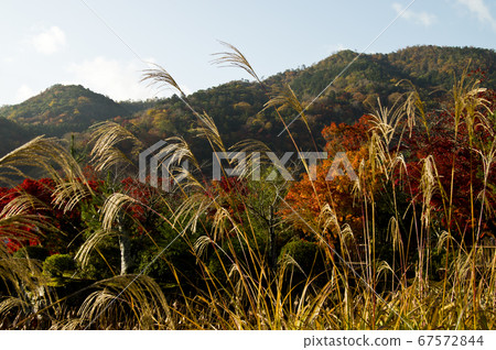 日本蒲葦和秋葉風景。. 日本蒲葦和秋葉風景。. 67572844