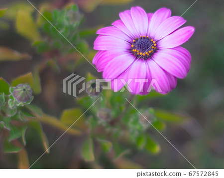 紫色寂寞非洲菊 紫色寂寞非洲菊 67572845