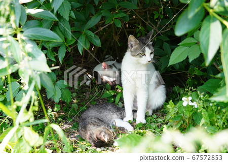 在雨季厭倦了玩耍的流浪小貓 67572853