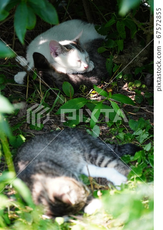 在雨季厭倦了玩耍的流浪小貓 在雨季厭倦了玩耍的流浪小貓 67572855