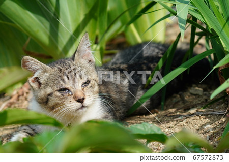 A stray kitten who gets tired and tired of playing during the rainy season A stray kitten who gets tired and tired of playing during the rainy season 67572873
