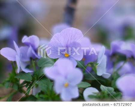 Violas working hard without losing the cold 67572907