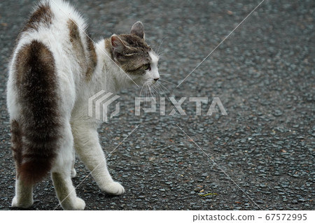 流浪貓媽媽威脅要接近小貓的狗 67572995