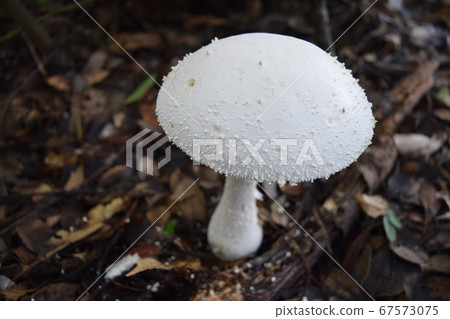 Shiroyanitake 67573075