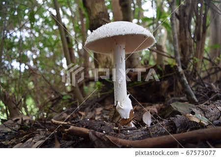 Shiroyanitake 67573077