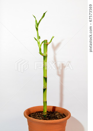 室內植物萬竹 室內植物萬竹 67573569