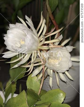 兩個美麗的女孩在月光下綻放，只在一夜之間綻放 67573589