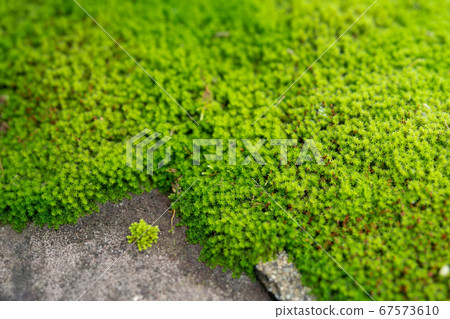 Rocky needle 67573610