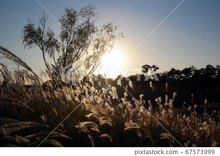 Scenery of the reed field in the sunset Scenery of the reed field in the sunset 67573999