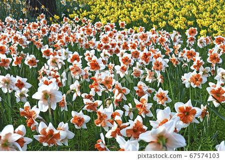 Brushing Lady at Hitachi Seaside Park Brushing Lady at Hitachi Seaside Park 67574103