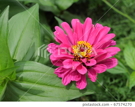 A bee sucking zinnia and nectar 67574270
