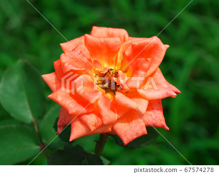 Rose blooming in early summer-Bettina Rose blooming in early summer-Bettina 67574278