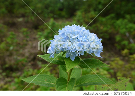 hydrangea hydrangea 67575034