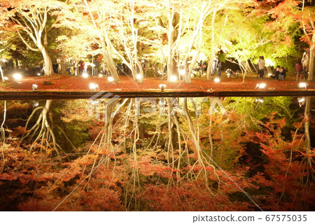 Autumn leaves 67575035