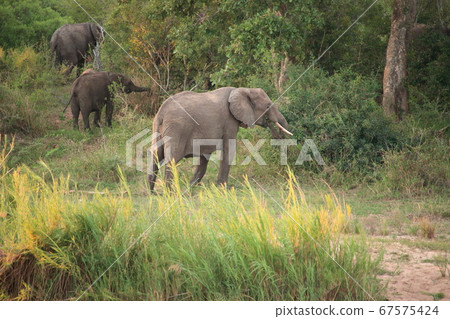 Africa Kruger National Park Wild Elephant 67575424