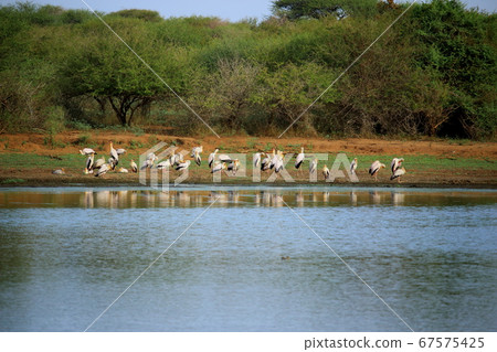Africa Kruger National Park Wild Birds Africa Kruger National Park Wild Birds 67575425