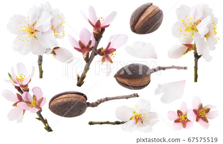 Isolated collection of almond tree blossoms and 67575519