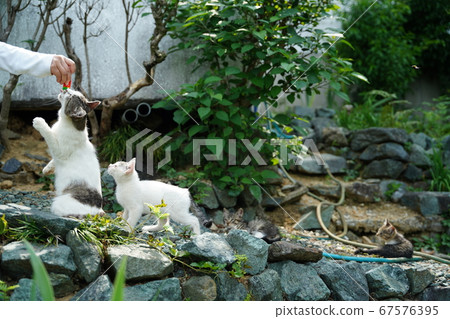 A stray cat kitten that gets tired of playing during the rainy season A stray cat kitten that gets tired of playing during the rainy season 67576395