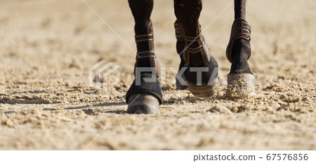 The horse runs on the sandy road the detail of the hooves The horse runs on the sandy road the detail of the hooves 67576856